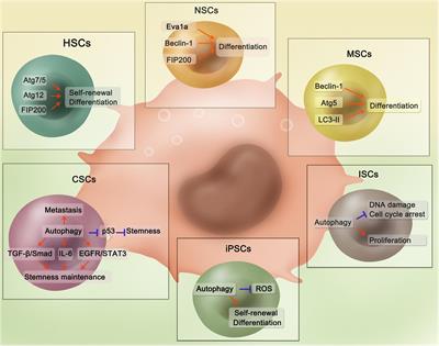 Role of Autophagy in the Maintenance of Stemness in Adult Stem Cells: A Disease-Relevant Mechanism of Action